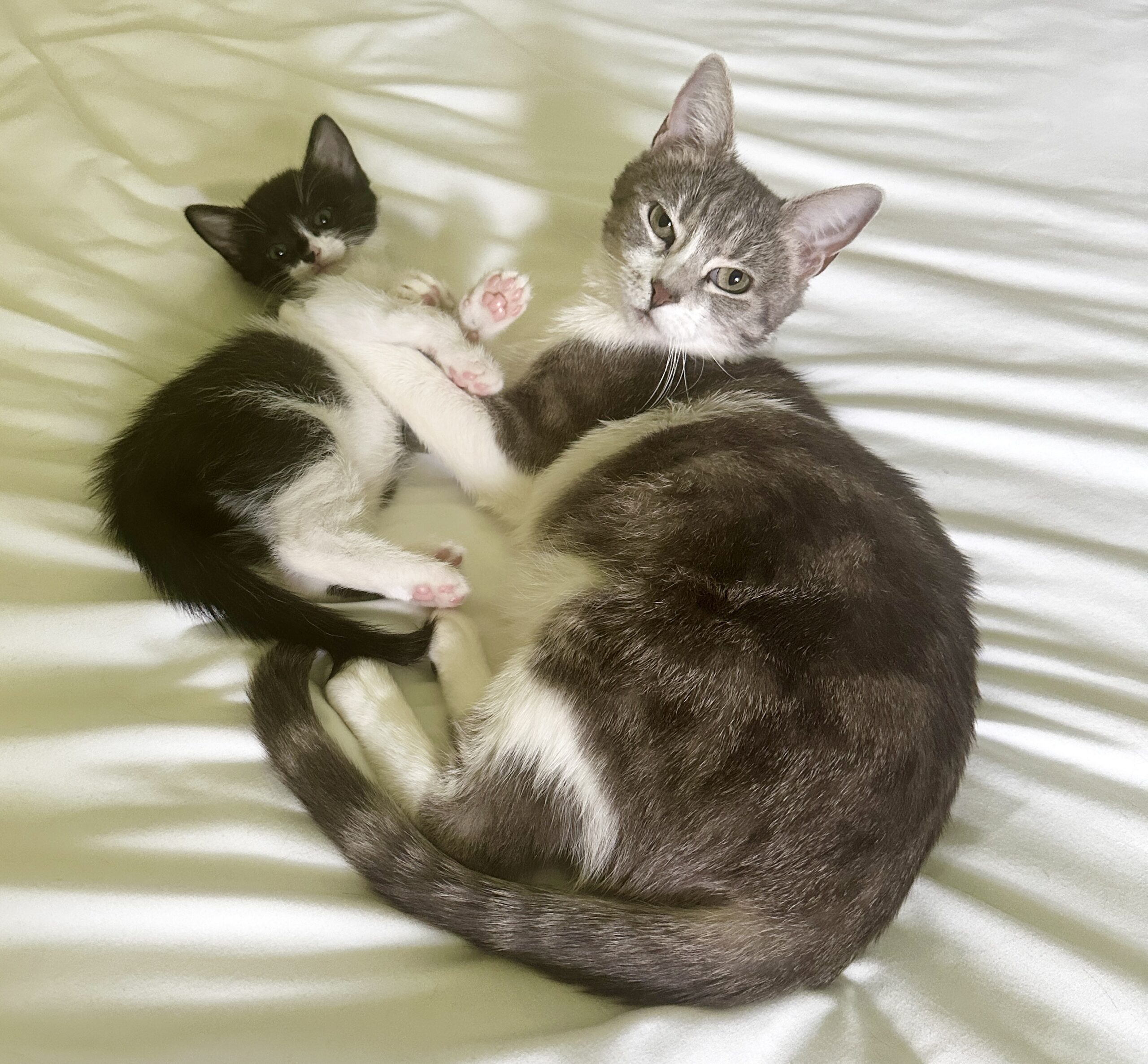 feral cats